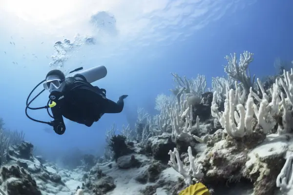 Fotografia Subaquática de Ecossistemas Marinhos