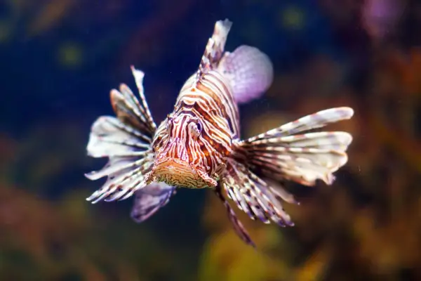 Fotografia Subaquática de Ecossistemas Marinhos