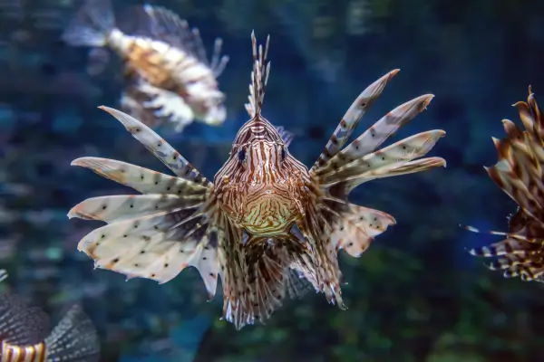 Fotografia Subaquática de Ecossistemas Marinhos