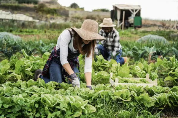 Benefícios de uma Alimentação Orgânica e Suas Vantagens
